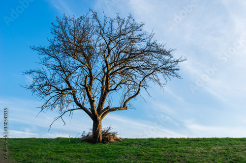 low angle view of single barren tree standing on a meadow against blue sky with faint white clouds