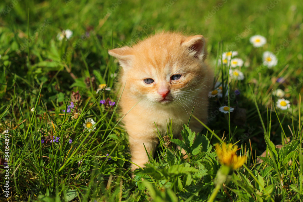 The portrait of a young three weeks old kitten in the grass and flowers. Looking cute and happy with funny expression while meowing.