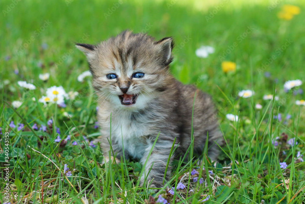 The portrait of a young three weeks old kitten in the grass and flowers. Looking cute and happy with funny expression while meowing. 