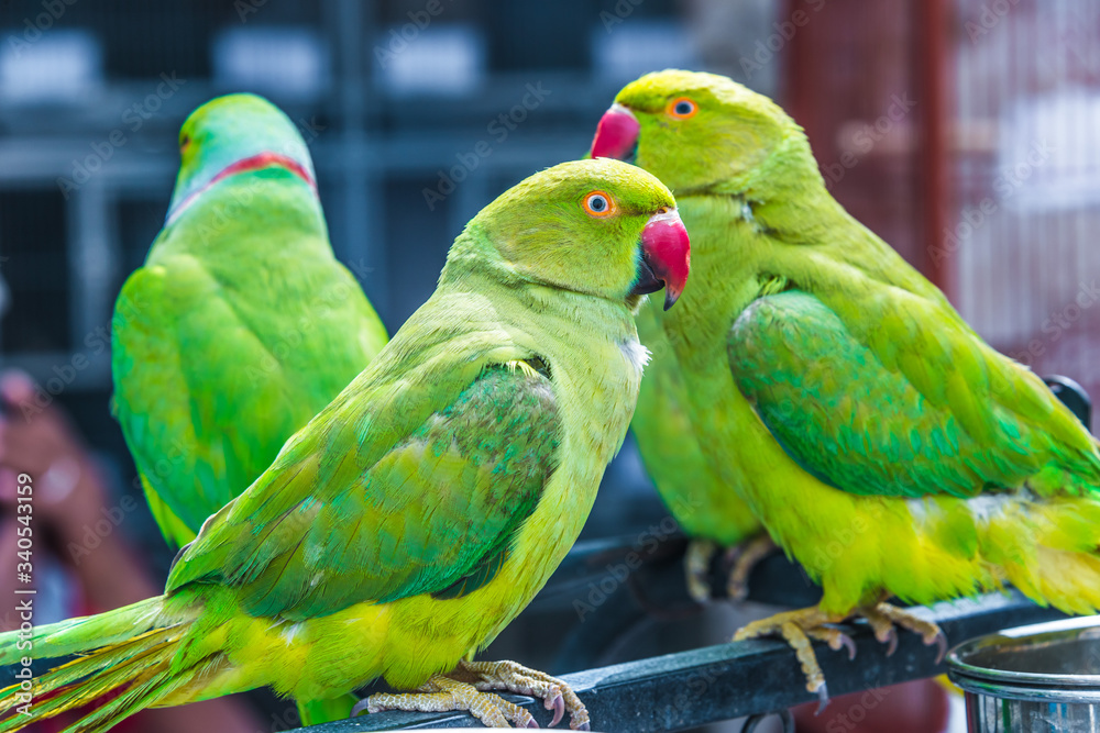 Obraz premium Parrots on Souq Waqif Bird Market in Doha, Qatar
