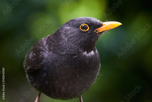 Canvas Print Blackbird in the garden