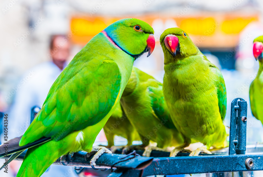 Obraz premium Parrots on Souq Waqif Bird Market in Doha, Qatar