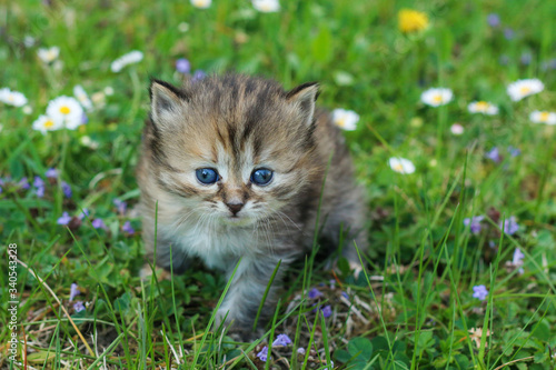 The portrait of a young three weeks old kitten in the grass and flowers. Looking cute and happy even with a bit squinting eyes.
