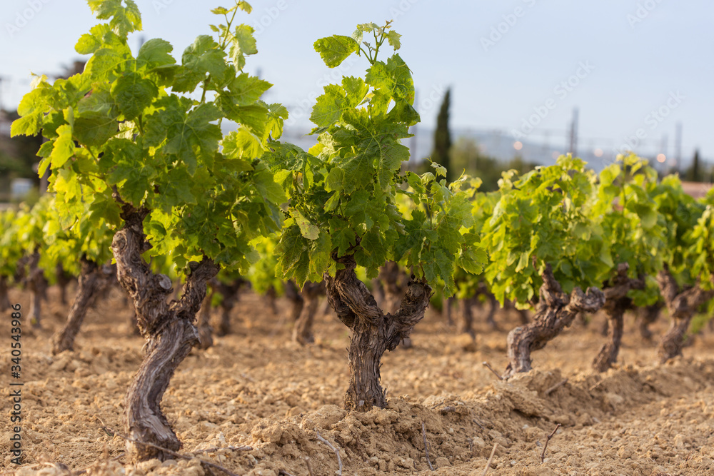 young vine lit with the sunlight; vineyard somewhere in France in late spring