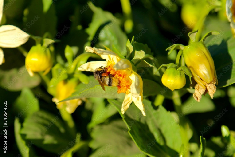 Obraz premium 受粉