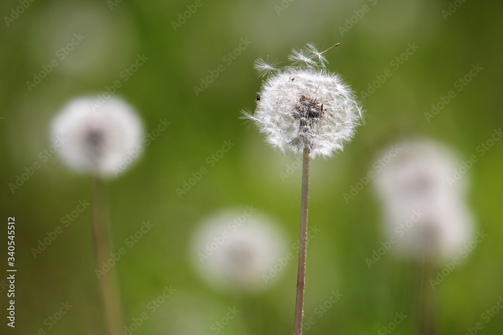 Fototapeta premium Fruiting white fluffy dandelion plant (Taraxum officinale) from sunflower family (Asteraceae or Compositae) on a greenish-brown blurry field-meadow background