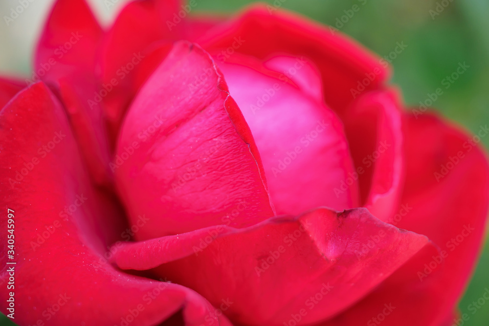 Beautiful red roses flower in the garden