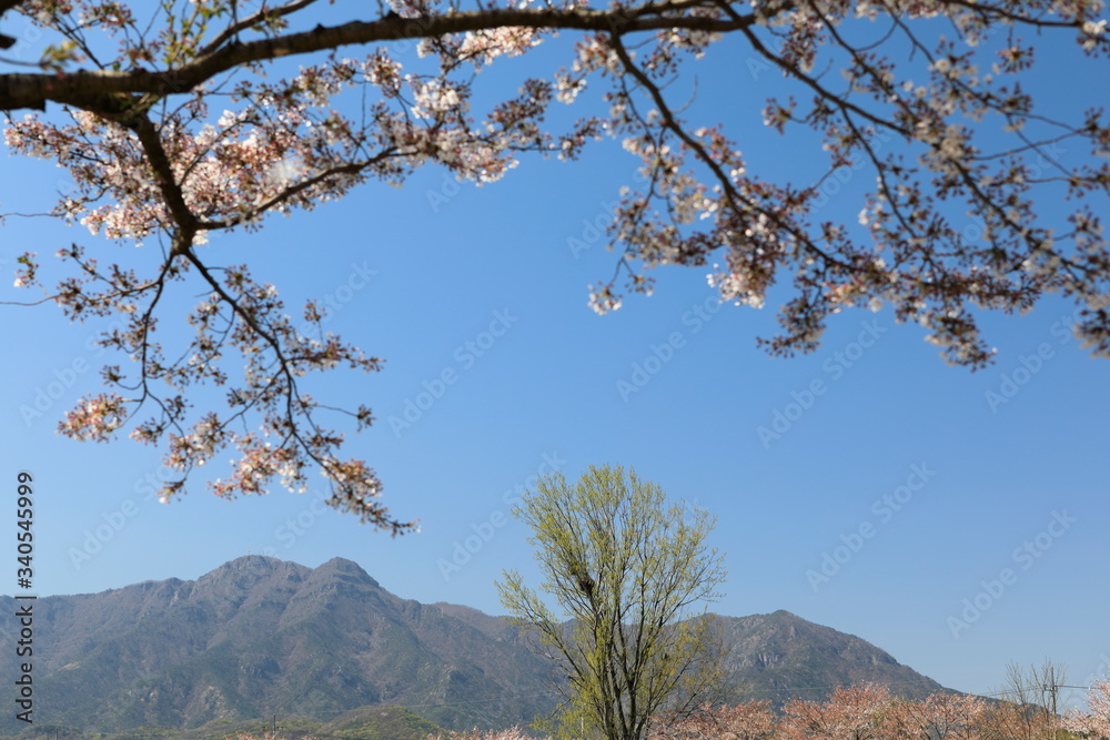 흰꽃이 보이는 아름다운 봄풍경