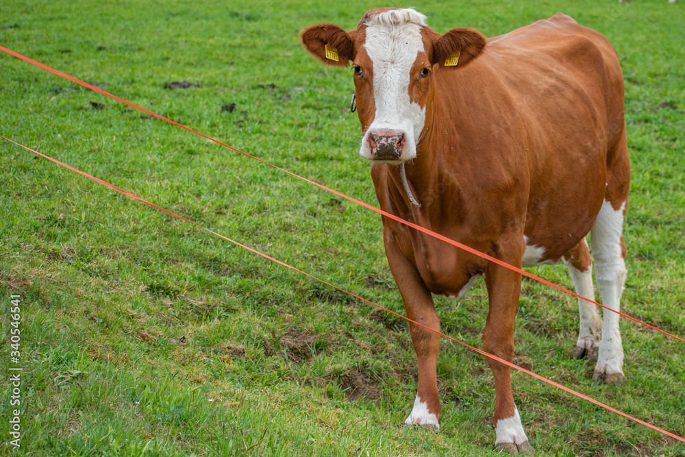 Beautiful swiss cows. Alpine meadows. Mountains. Beautiful swiss cows. Alpine meadows. Mountains.