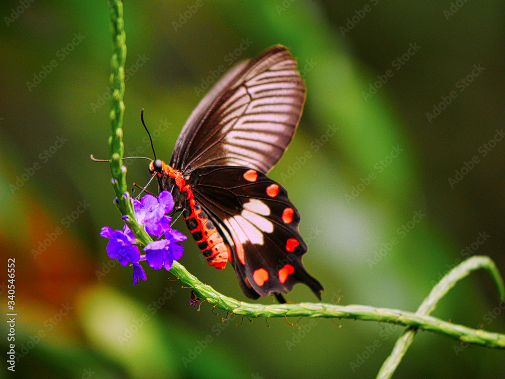 Naklejka premium Papillon