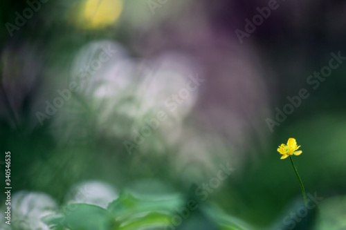 Blossoming meadow buttercup (Ranunculus acris) plant with yellow and green flower from buttercup or crowfoot family (Ranunculaceae) on a purple-green blurry forest background photo