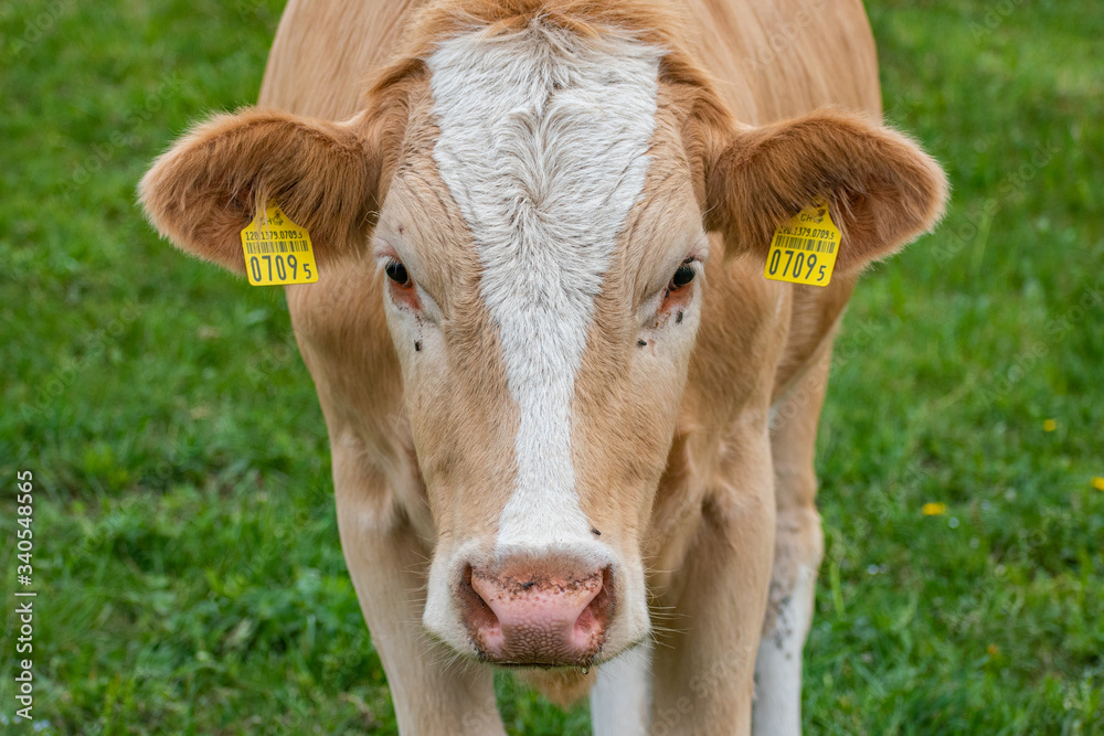 Beautiful swiss cows. Alpine meadows. Mountains. Beautiful swiss cows. Alpine meadows. Mountains.