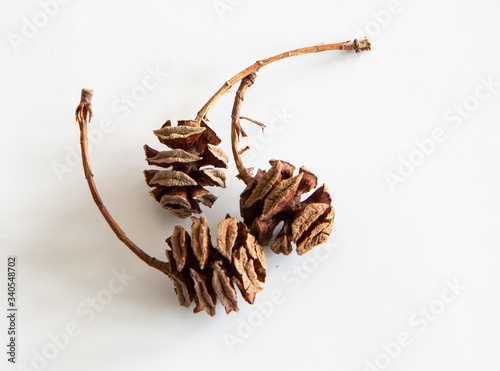 Zapfen des Mammutbaumes