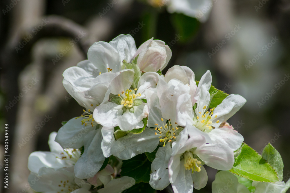 Apple tree blossom, white tender flowers in spring on blue sky, selective focus, seasonal nature flora Apple tree blossom, white tender flowers in spring on blue sky, selective focus, seasonal nature flora