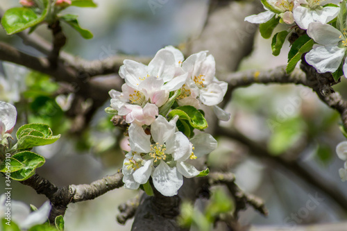 Apple tree blossom, white tender flowers in spring on blue sky, selective focus, seasonal nature flora