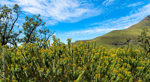 Landscape in South Africa, Kwazulu Natal, Drakensberge Region