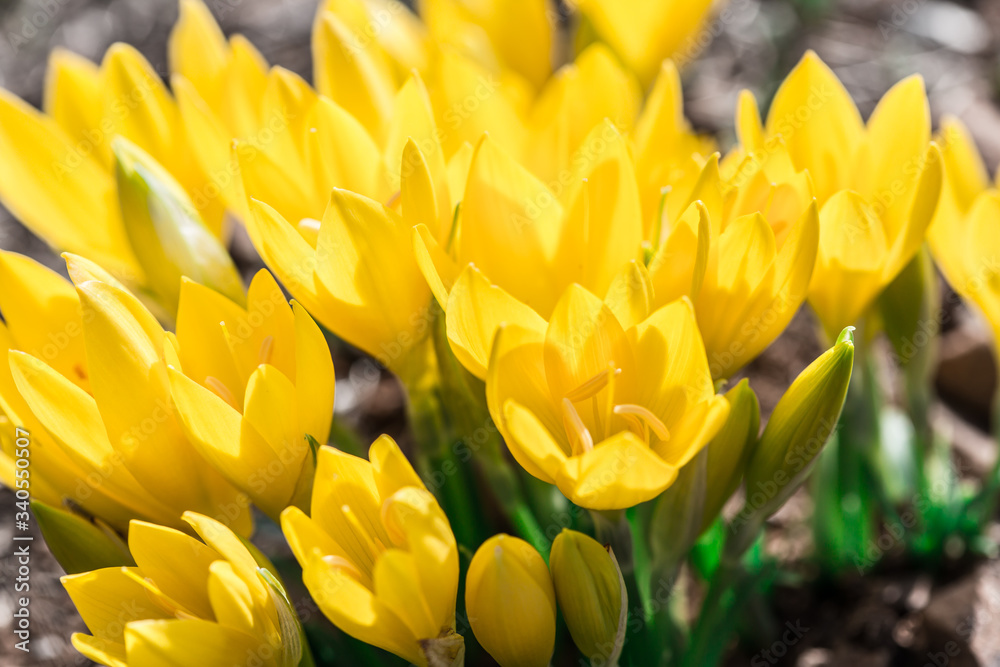 bunch of yellow flowers growing outside lit with the sunlight bunch of yellow flowers growing outside lit with the sunlight