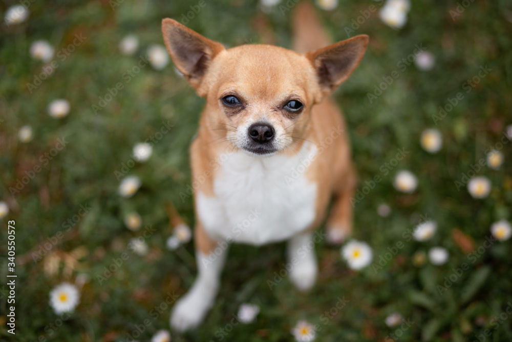 chihuahua portrait chihuahua portrait