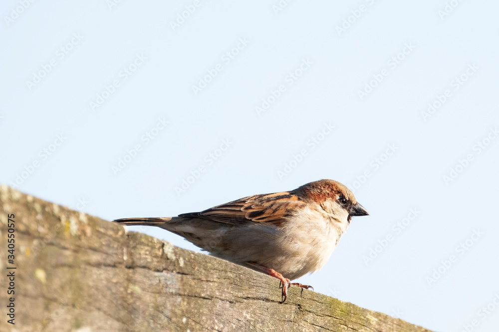 House Sparrow sitting on a wooden beam Spring time. Bright photo House Sparrow sitting on a wooden beam Spring time. Bright photo