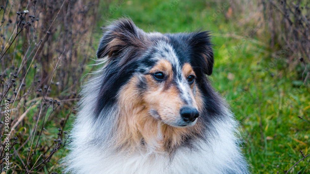 Fototapeta premium australian shepherd dog