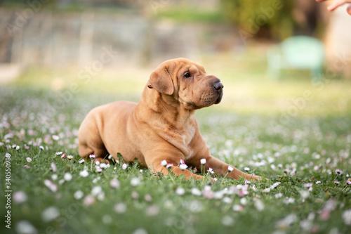 Quadro su tela Shar pei puppy portrait