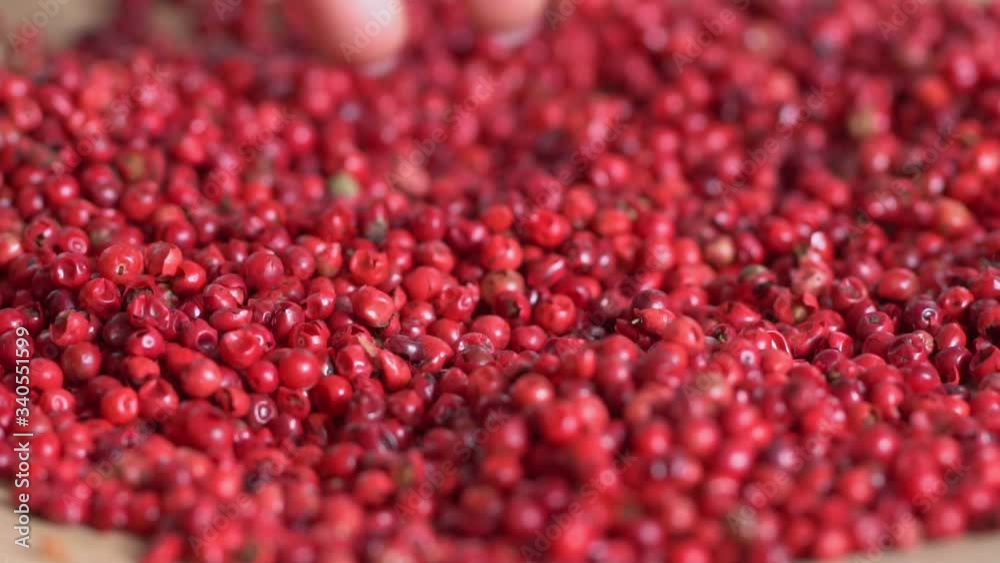 Food spices pink peppercorns red pepper Himalayan pepper berries. concept of fresh and dietary spices for cooking schools vegans and dietary products