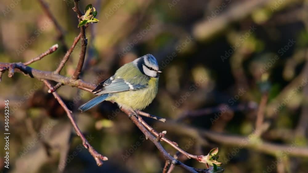Blue tit sitting in the apple tree and sing, spring, (parus caeruleus), germany Blue tit sitting in the apple tree and sing, spring, (parus caeruleus), germany