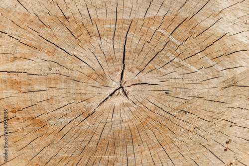 Texture of a deep cut tree with cracks and annual rings.