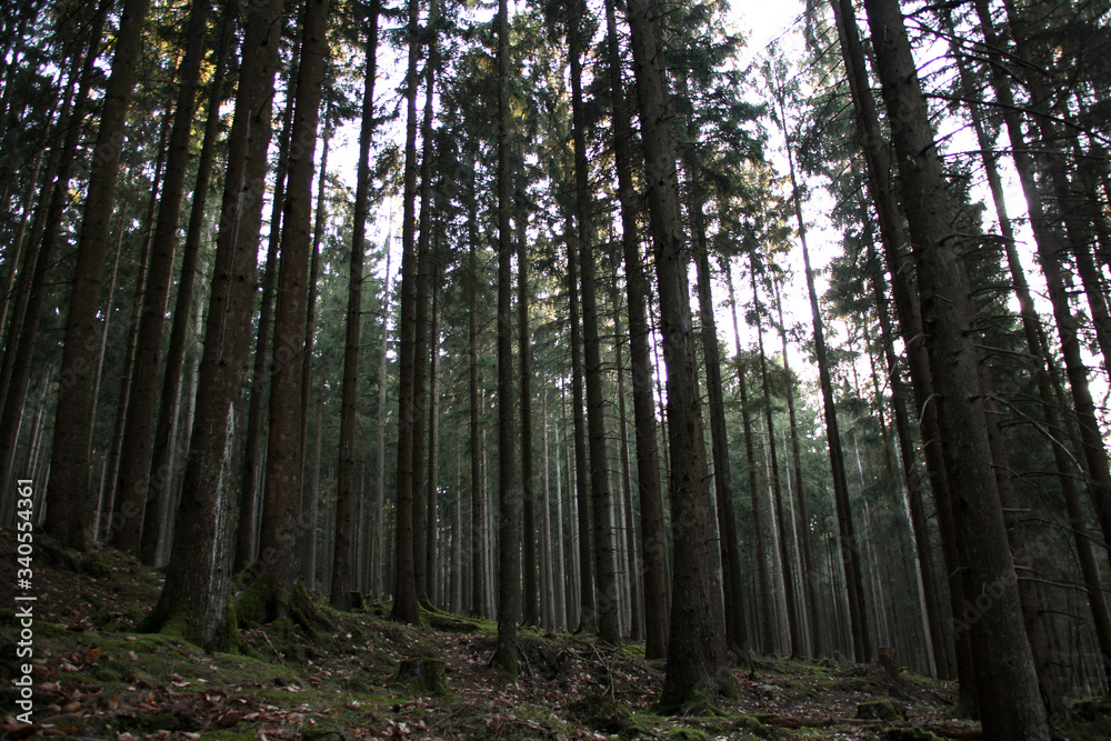 dark coniferous forest on the mountain close-up, frequent trunks of tall spruce trees, the concept of seasonal awakening of nature dark coniferous forest on the mountain close-up, frequent trunks of tall spruce trees, the concept of seasonal awakening of nature