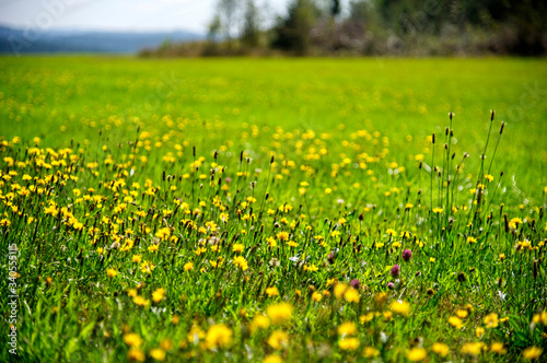 Meadow with flowers photo