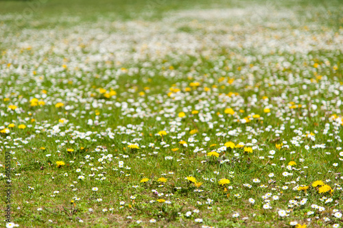 Meadow with daisies and dandelions