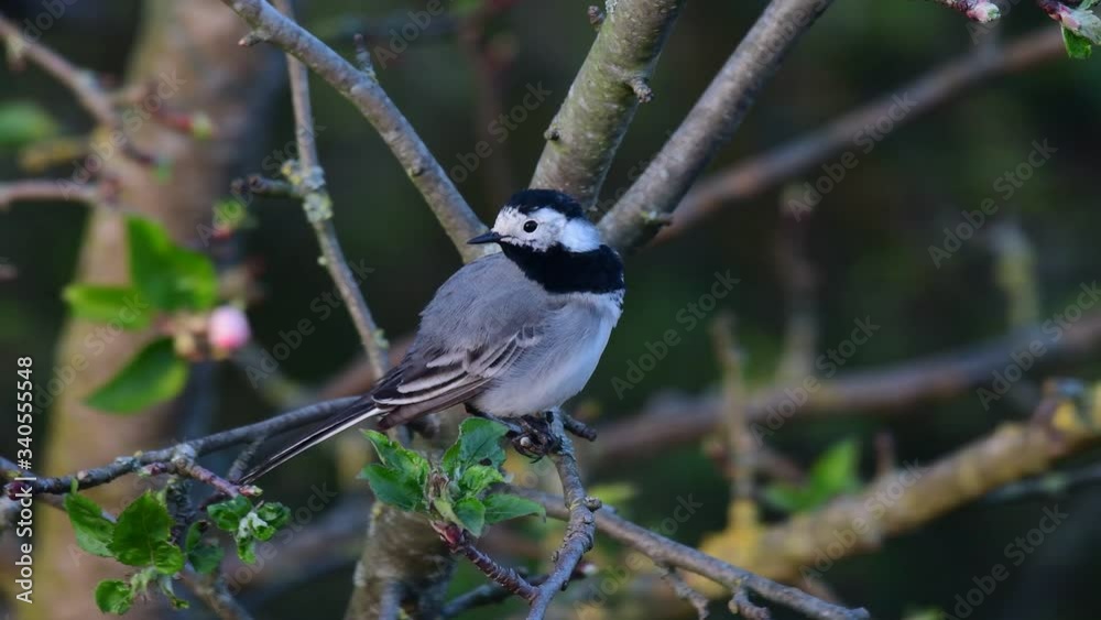 White wagtail sitting in the apple tree and clean her feathers, spring, (motacilla alba), germany White wagtail sitting in the apple tree and clean her feathers, spring, (motacilla alba), germany