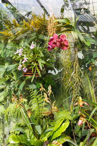 greenhouse with exotic flowers and plants, magnificent orchids