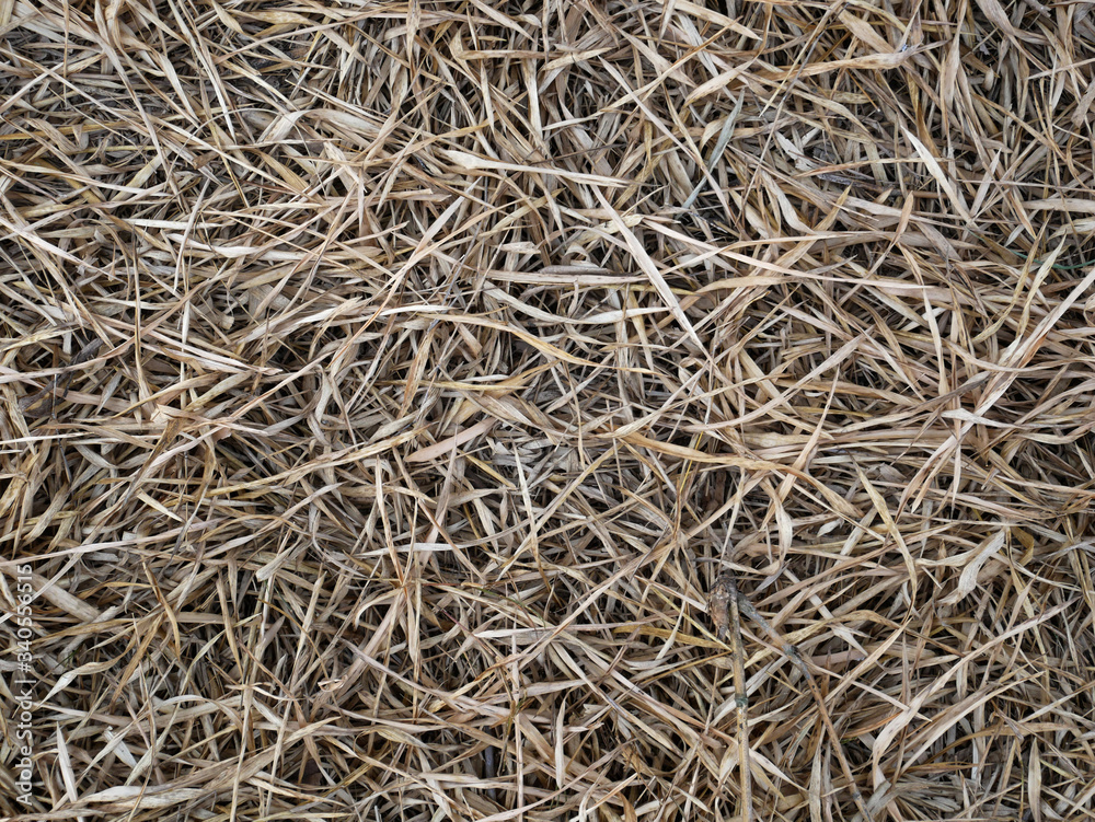 dried bamboo leaf. dry grass background