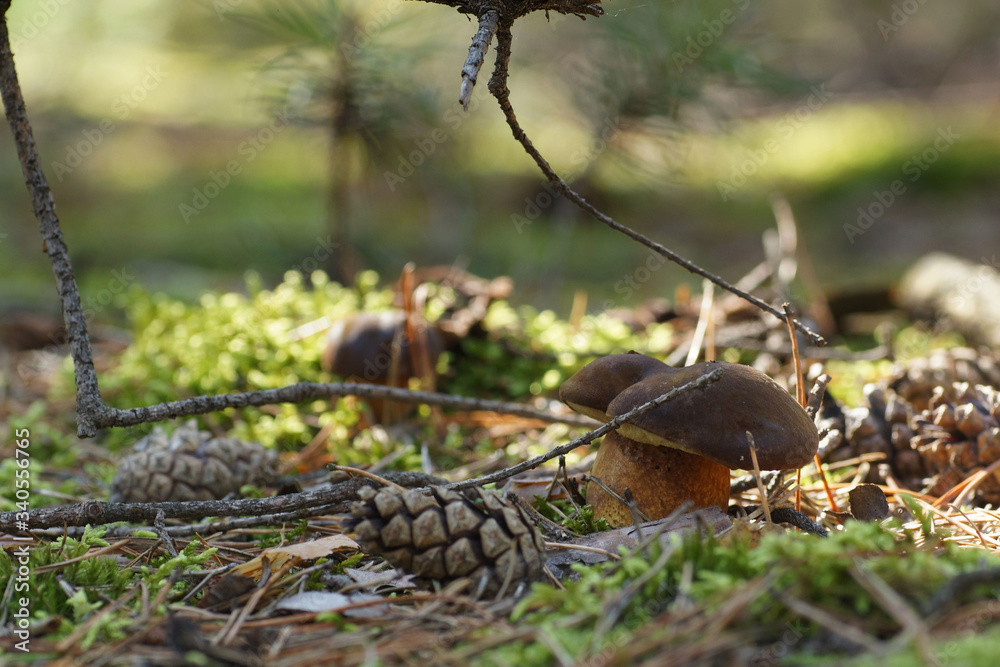 Obraz premium Fungus in the autumn forest