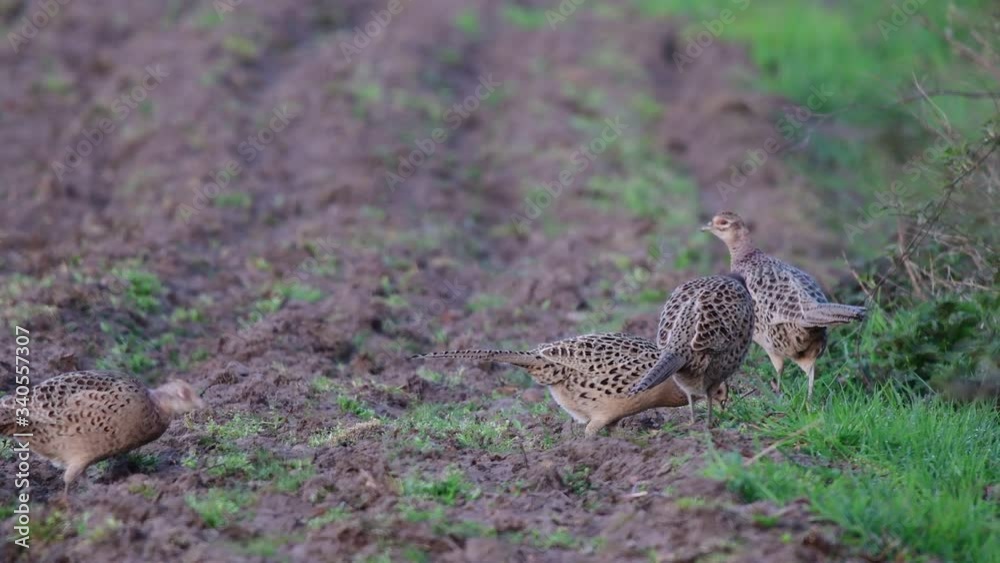 Pheasant female group standing in the field and look, mating season, spring, (phasianus colchicus), germany Pheasant female group standing in the field and look, mating season, spring, (phasianus colchicus), germany