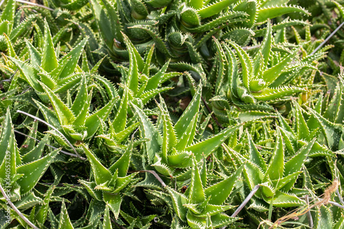 background image of an aloe cactus, a pattern of bright green leaves