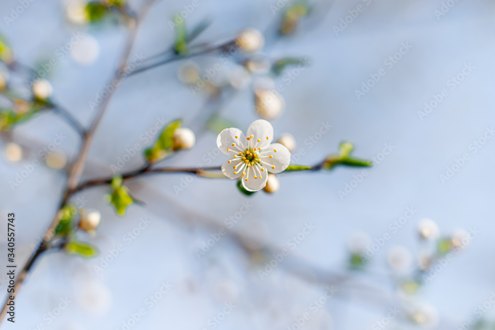 Flowering Apple trees on a spring sunny day on a branch in spring under the rays of the bright beautiful sun against the sky and buds and flowers open. White flowers on the branches. Flowering Apple trees on a spring sunny day on a branch in spring under the rays of the bright beautiful sun against the sky and buds and flowers open. White flowers on the branches.