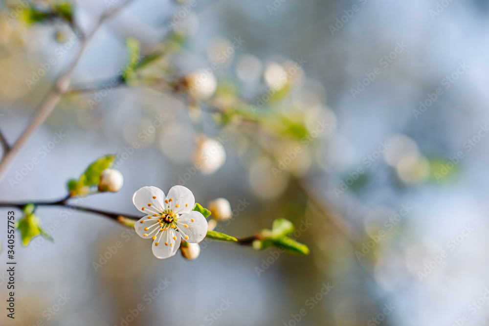 Flowering Apple trees on a spring sunny day on a branch in spring under the rays of the bright beautiful sun against the sky and buds and flowers open. White flowers on the branches.