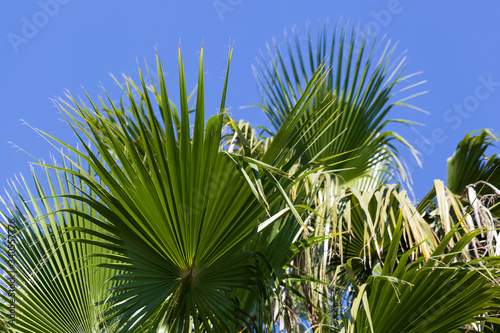 Beautiful palm trees growing outdoors with a nice sky in the background