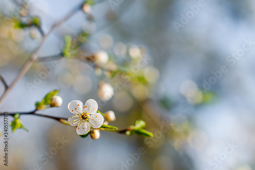 Flowering Apple trees on a spring sunny day on a branch in spring under the rays of the bright beautiful sun against the sky and buds and flowers open. White flowers on the branches.