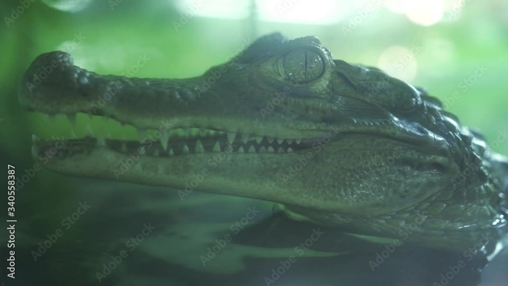 Close up view of the head and teeth of a small crocodile, alligator, caiman. Close up view of the head and teeth of a small crocodile, alligator, caiman.