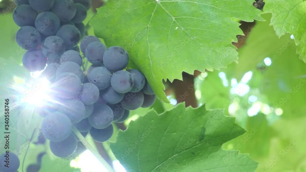Dark purple grape fruit in sunshine ray lights. Green background on vineyard. Nature and fine wine, organic bio food, handmade concept