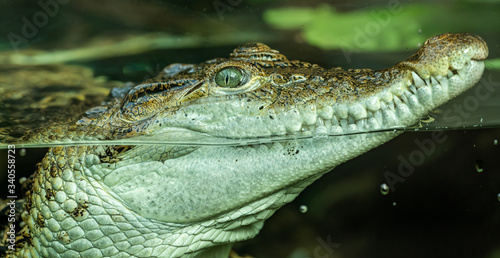 portrait of crocodile in the water through glass