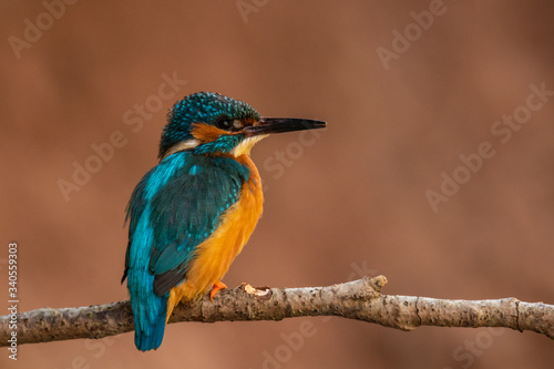 kingfisher © Alexander