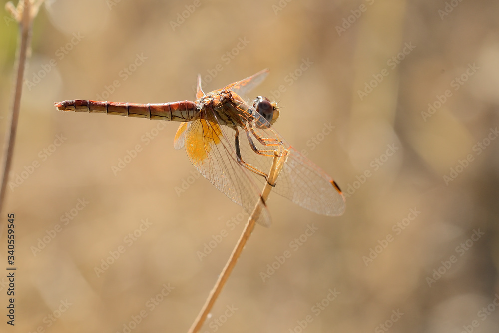 libelula roja posada en una rama seca sobre fondo naranja (gomphus vulgatissimus) Marbella Andalucía España libelula roja posada en una rama seca sobre fondo naranja (gomphus vulgatissimus) Marbella Andalucía España