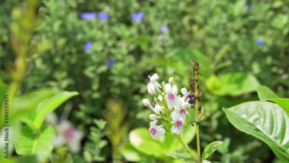 Bees perch on flowers and flap their wings against a beautiful bokeh background. Bees perch on flowers and flap their wings against a beautiful bokeh background.