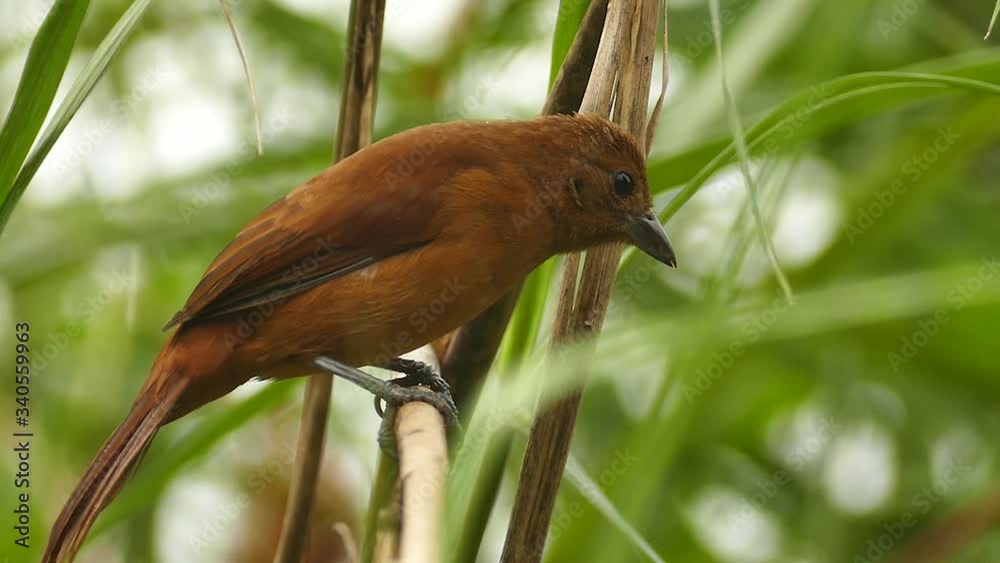 Dark orange rusty colored bird switching side while perched - HD