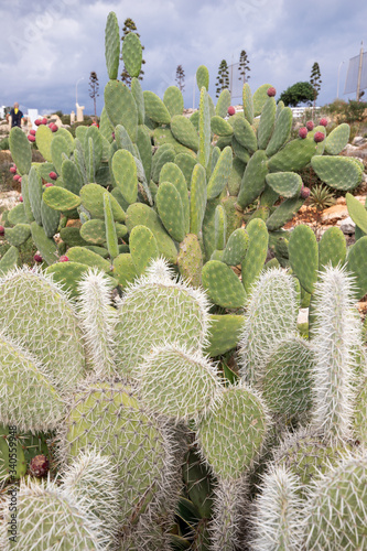 many cacti of different shapes and sizes, growing in the hot sun, among the stones, cactus Park on the island of Cyprus