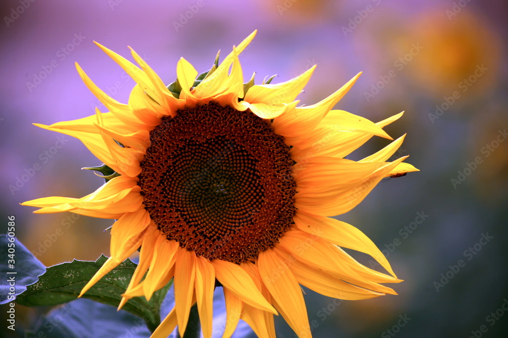 Naklejka premium Słonecznik